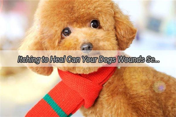  Itching to Heal Can Your Dogs Wounds SelfHeal